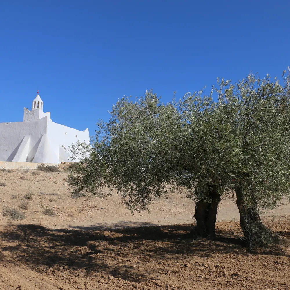 Olivier centenaire devant une mosquée blanche, dans l'arrière-pays de Djerba